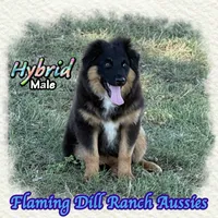 Hybrid, a male Miniature Australian Shepherd for sale in Forestburg, TX – 3 of 5