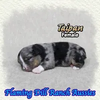 Taipan, a female Toy Australian Shepherd for sale in Forestburg, TX – 2 of 5