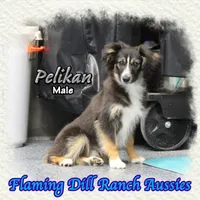 Pelikan, a male Miniature Australian Shepherd and Toy Australian Shepherd for sale in Forestburg, TX – Photo 3 of 5