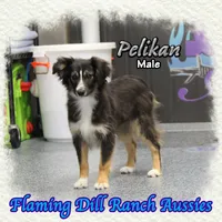 Pelikan, a male Miniature Australian Shepherd and Toy Australian Shepherd for sale in Forestburg, TX – Photo 1 of 5