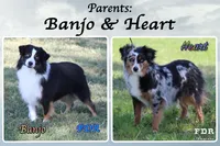 Pelikan, a male Miniature Australian Shepherd and Toy Australian Shepherd for sale in Forestburg, TX – Photo 5 of 5