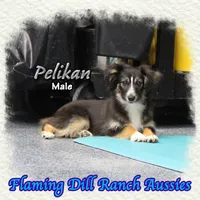 Pelikan, a male Miniature Australian Shepherd and Toy Australian Shepherd for sale in Forestburg, TX – Photo 4 of 5