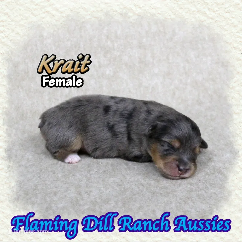 Krait – Toy Australian Shepherd puppy for sale in Forestburg, TX