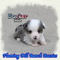 Booker, a male Toy Australian Shepherd for sale in Forestburg, TX – 2 of 5