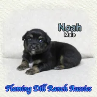 Noah, a male Miniature Australian Shepherd for sale in Forestburg, TX – Photo 4 of 5