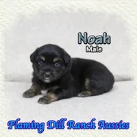 Noah, a male Miniature Australian Shepherd for sale in Forestburg, TX – Photo 2 of 5