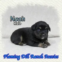 Noah, a male Miniature Australian Shepherd for sale in Forestburg, TX – Photo 3 of 5