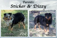 Noah, a male Miniature Australian Shepherd for sale in Forestburg, TX – Photo 5 of 5