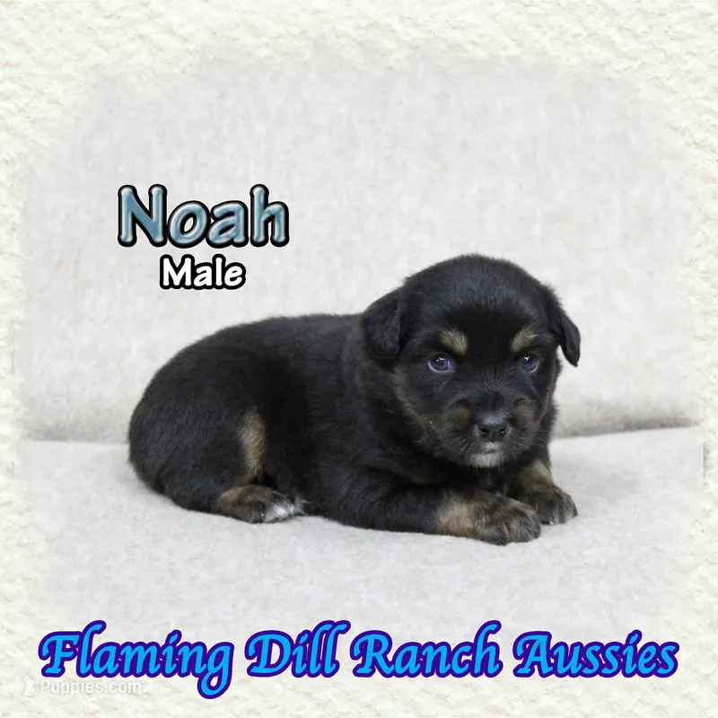 Noah – Miniature Australian Shepherd puppy for sale in Forestburg, TX