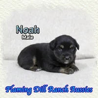 Noah, a male Miniature Australian Shepherd for sale in Forestburg, TX – Photo 1 of 5