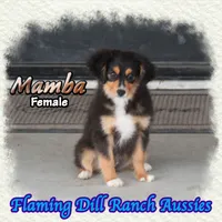 Mamba, a female Toy Australian Shepherd for sale in Forestburg, TX – 3 of 5