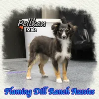 Pelikan, a male Miniature Australian Shepherd and Toy Australian Shepherd for sale in Forestburg, TX – Photo 2 of 5