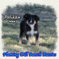 Pelikan, a male Toy Australian Shepherd for sale in Forestburg, TX – Photo 2 of 5