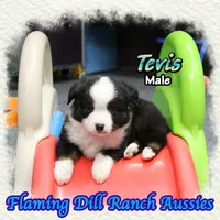 Tevis, a male Toy Australian Shepherd for sale in Forestburg, TX – Photo 4 of 5
