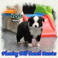 Tevis, a male Toy Australian Shepherd for sale in Forestburg, TX – Photo 1 of 5
