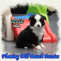 Tevis, a male Toy Australian Shepherd for sale in Forestburg, TX – Photo 3 of 5