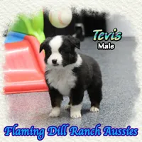 Tevis, a male Toy Australian Shepherd for sale in Forestburg, TX – Photo 2 of 5