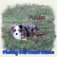 Pardon, a male Toy Australian Shepherd for sale in Forestburg, TX – 4 of 5