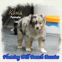 Kona, a female Toy Australian Shepherd for sale in Forestburg, TX – 1 of 5