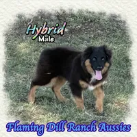 Hybrid, a male Miniature Australian Shepherd for sale in Forestburg, TX – 2 of 5