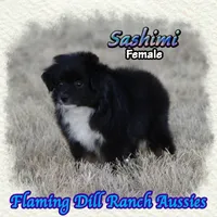 Sashimi, a female Toy Australian Shepherd for sale in Forestburg, TX – 2 of 5