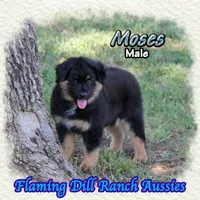 Moses, a male Miniature Australian Shepherd for sale in Forestburg, TX – 4 of 5