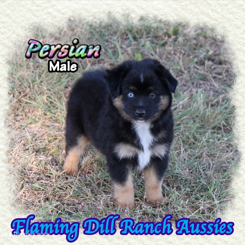 Persian – Miniature Australian Shepherd puppy for sale in Forestburg, TX