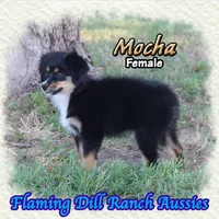 Mocha, a female Toy Australian Shepherd for sale in Forestburg, TX – 2 of 5