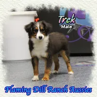 Trek, a male Toy Australian Shepherd for sale in Forestburg, TX – Photo 1 of 5