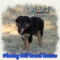 Hybrid, a male Miniature Australian Shepherd for sale in Forestburg, TX – 1 of 5