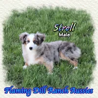 Stroll, a male Toy Australian Shepherd for sale in Forestburg, TX – Photo 4 of 5