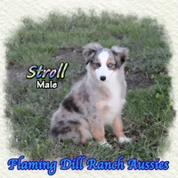 Stroll, a male Toy Australian Shepherd for sale in Forestburg, TX – Photo 3 of 5