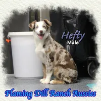 Hefty, a male Miniature Australian Shepherd for sale in Forestburg, TX – Photo 3 of 5