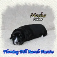 Mocha, a female Toy Australian Shepherd for sale in Forestburg, TX – Photo 4 of 5