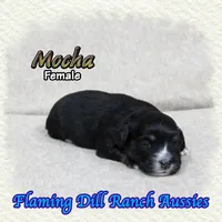 Mocha, a female Toy Australian Shepherd for sale in Forestburg, TX – Photo 3 of 5