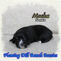 Mocha, a female Toy Australian Shepherd for sale in Forestburg, TX – Photo 2 of 5