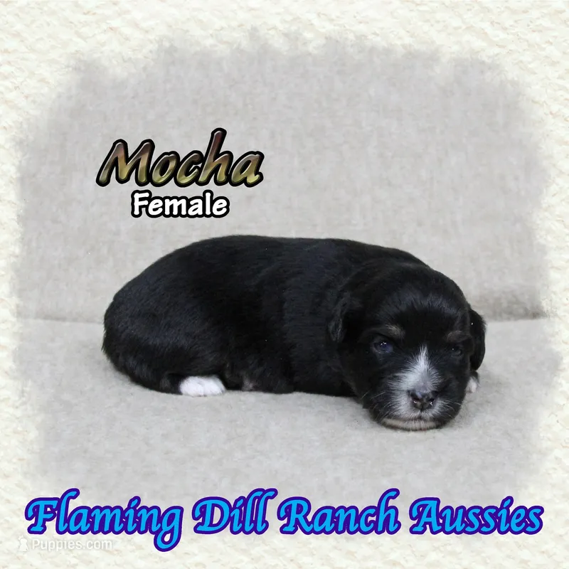 Mocha – Toy Australian Shepherd puppy for sale in Forestburg, TX