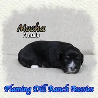 Mocha, a female Toy Australian Shepherd for sale in Forestburg, TX – Photo 1 of 5