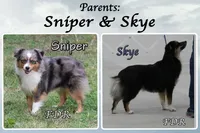 Chai, a male Toy Australian Shepherd for sale in Forestburg, TX – 5 of 5
