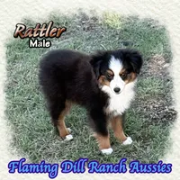 Rattler, a male Toy Australian Shepherd for sale in Forestburg, TX – 1 of 5