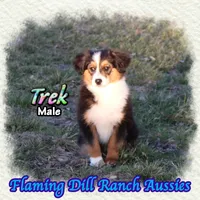 Trek, a male Toy Australian Shepherd for sale in Forestburg, TX – Photo 3 of 5