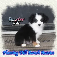 Baxter, a male Toy Australian Shepherd for sale in Forestburg, TX – 3 of 5