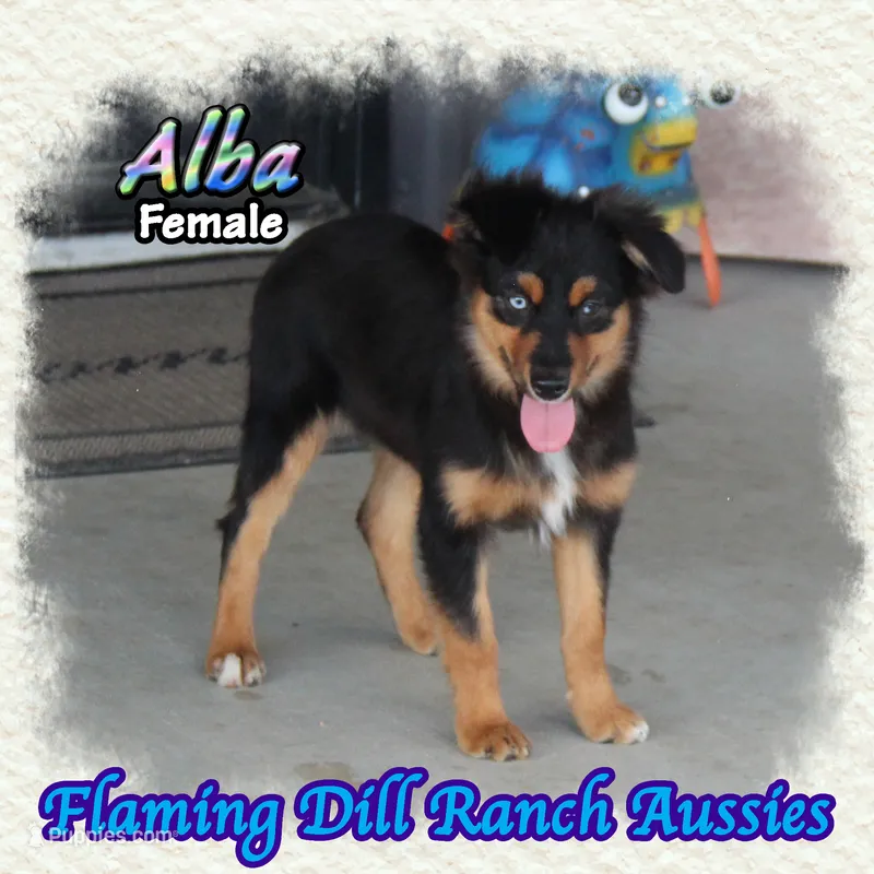 Alba – Miniature Australian Shepherd puppy for sale in Forestburg, TX