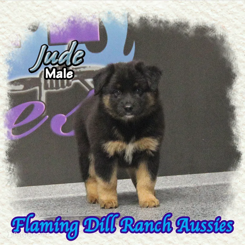 Jude, a male Miniature Australian Shepherd for sale in Forestburg, TX – 1 of 5