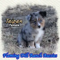 Taipan, a female Toy Australian Shepherd for sale in Forestburg, TX – 3 of 5