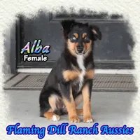 Alba, a female Miniature Australian Shepherd for sale in Forestburg, TX – 3 of 5