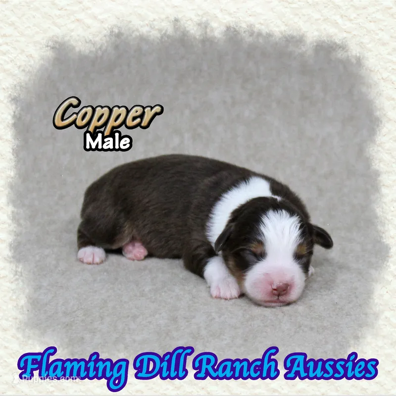 Copper – Toy Australian Shepherd puppy for sale in Forestburg, TX