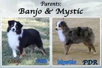 Spider, a male Toy Australian Shepherd for sale in Forestburg, TX – 5 of 5