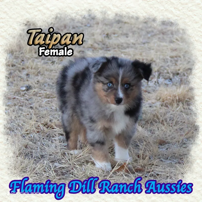 Taipan – Toy Australian Shepherd puppy for sale in Forestburg, TX