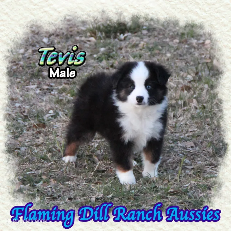 Tevis – Toy Australian Shepherd puppy for sale in Forestburg, TX